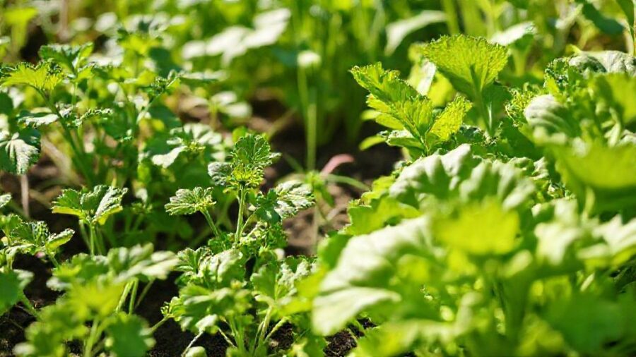 家庭菜園はコスパ悪い？原因と対策を徹底解説！ - 家庭菜園のコスパ改善：今日からできること（まとめ）