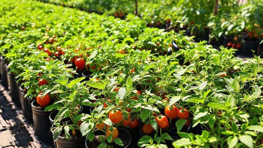 夏野菜苗の販売時期はいつ？初心者向け育て方ガイド - 夏野菜苗の販売時期はいつから？地域差も解説