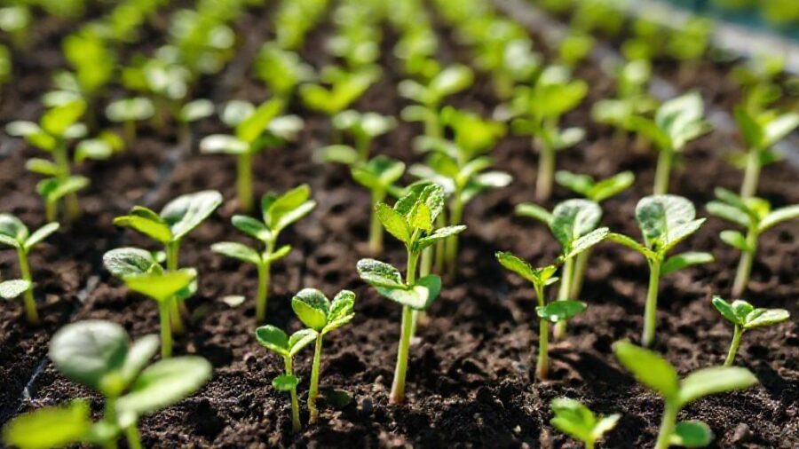 夏野菜苗の販売時期はいつ？初心者向け育て方ガイド - 良い苗を選ぶポイント｜初心者でも失敗しない選び方