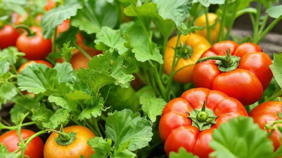 夏野菜苗の販売時期はいつ？初心者向け育て方ガイド - 家庭菜園で人気の夏野菜｜初心者向け品種を紹介