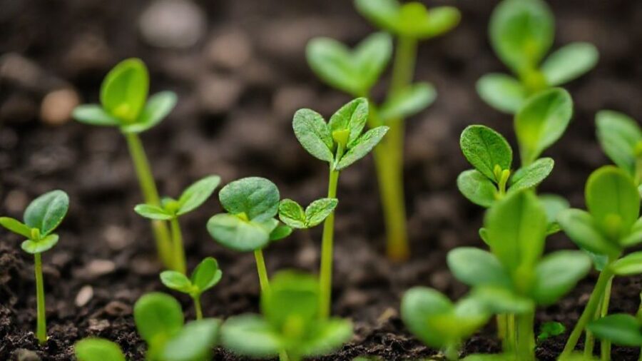 野菜苗の植え時！最適な時間帯と生育の関係 - 植え付け前の準備！良い苗の選び方と管理