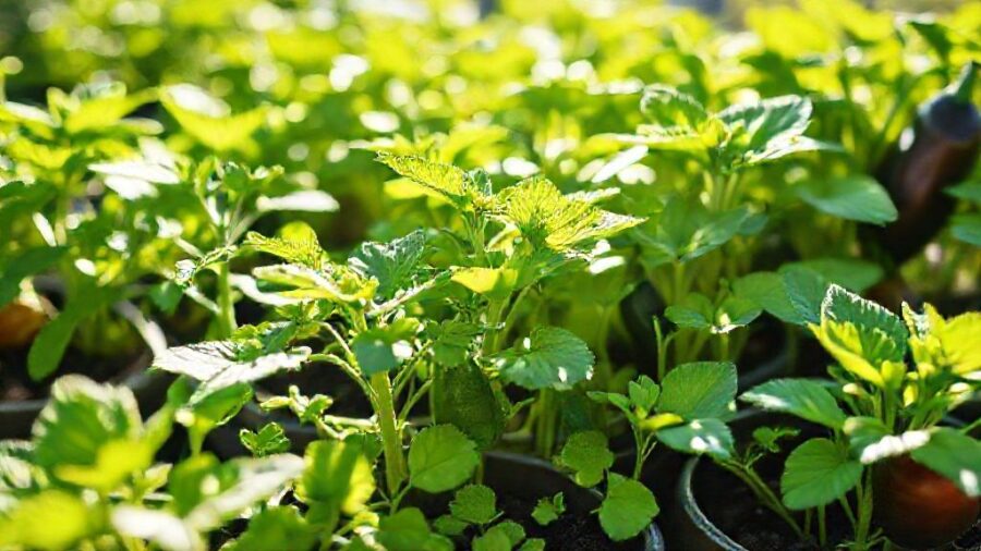 夏野菜苗の販売時期はいつ？初心者向け育て方ガイド - 夏野菜苗の販売時期を逃さない！栽培成功の秘訣