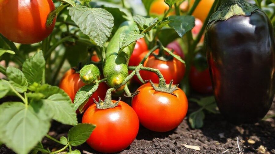 夏野菜苗の販売時期はいつ？初心者向け育て方ガイド - 夏野菜栽培のコツ｜水やり・肥料・病害虫対策