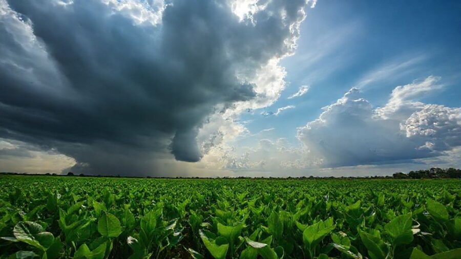 夏野菜苗の販売時期はいつ？初心者向け育て方ガイド - 気候変動への対応｜異常気象に負けない栽培方法