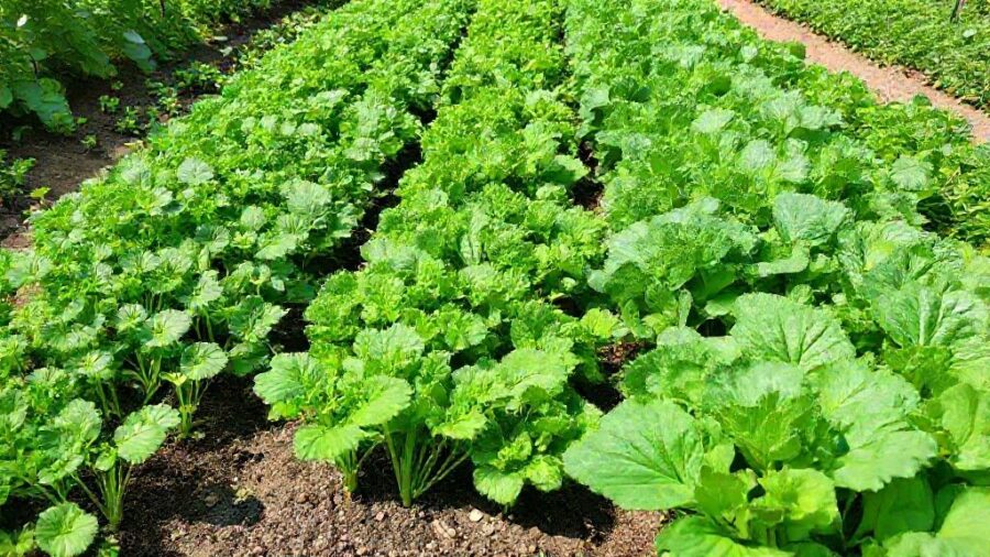 失敗しない！野菜 種まき時期 一覧表とコツ - 高度な栽培技術：ずらし栽培で収穫を長く楽しむ