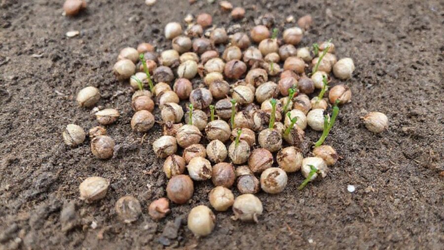 野菜の種、期限切れでもOK？発芽のコツと活用術 - 野菜の種 期限切れでも諦めない！発芽の可能性と活用法