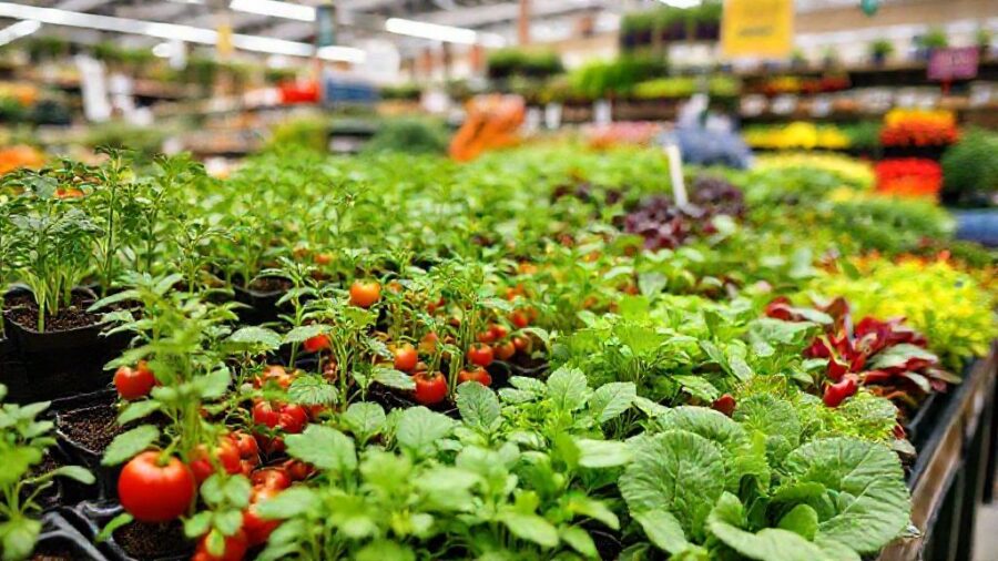 野菜苗はホームセンターで!選び方とおすすめ品種 - 野菜苗をホームセンターで選ぶ!おすすめの選び方と品種