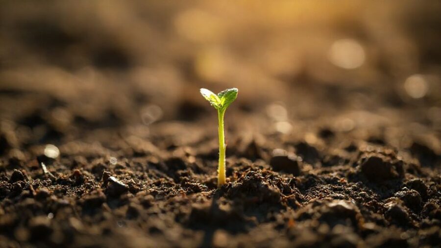 野菜の種、期限切れでもOK？発芽のコツと活用術 - 発芽率低下の要因：地温・水やり・覆土と対策