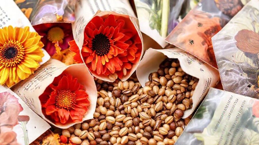 野菜の種、期限切れでもOK？発芽のコツと活用術 - 市販の種はいつ採種？海外産種子の流通と注意点