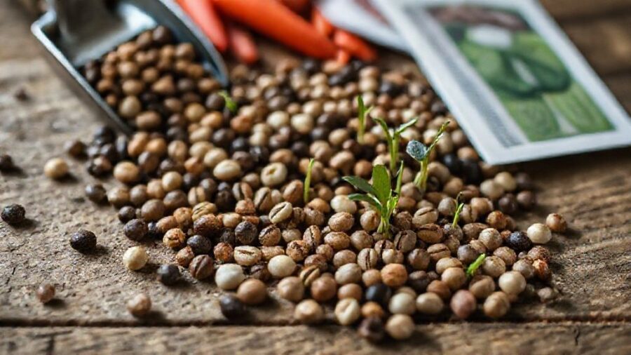 野菜の種、期限切れでもOK？発芽のコツと活用術 - 野菜の種 期限切れを有効活用！発芽率アップと注意点