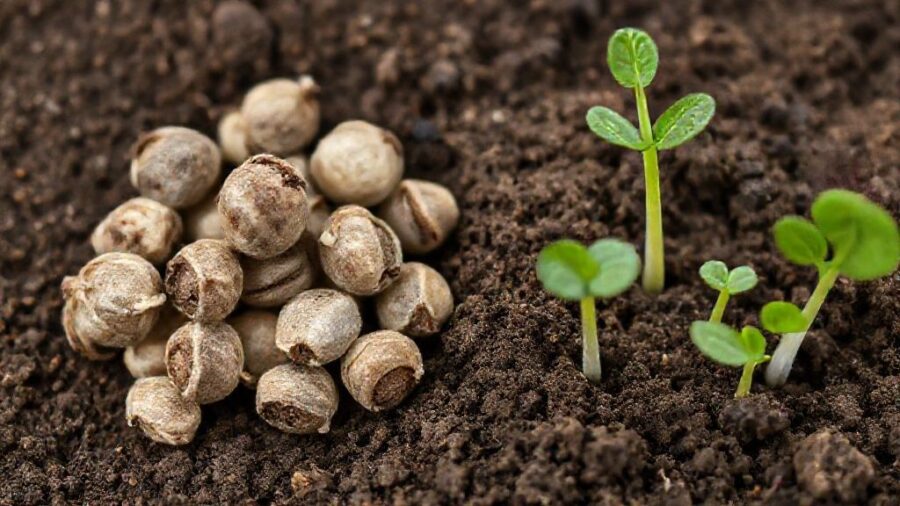 野菜の種、期限切れでもOK？発芽のコツと活用術 - 期限切れ種子のリスク：生育不良や病気の可能性