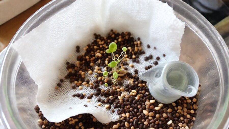 野菜の種、期限切れでもOK？発芽のコツと活用術 - 発芽率を上げる裏技：ぬるま湯・ティッシュで発芽促進