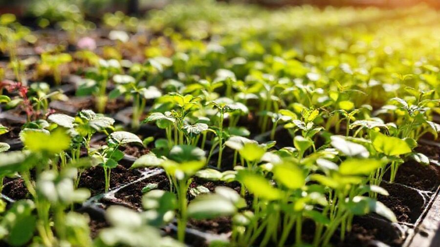 野菜苗はホームセンターで!選び方とおすすめ品種 - ホームセンターで苗を選ぶメリットとデメリット