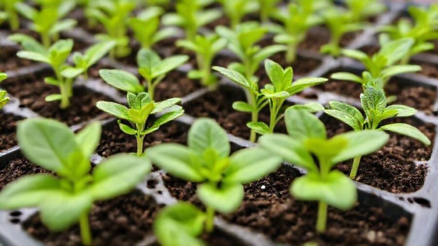 野菜苗はホームセンターで!選び方とおすすめ品種 - 初心者でも失敗しない苗の選び方【品種選びのコツ】