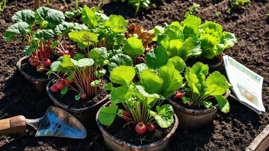 1週間で育つ野菜｜初心者向け家庭菜園ガイド - 1週間で育つ野菜で家庭菜園を始めよう！超速栽培の魅力と秘訣
