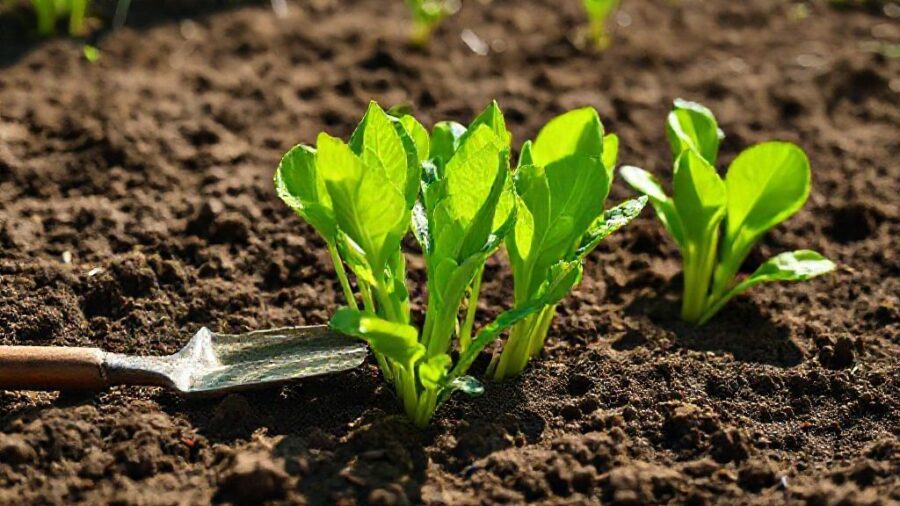 1週間で育つ野菜｜初心者向け家庭菜園ガイド - なぜ1週間で育つ野菜を選ぶ？忙しいあなたに最適な理由
