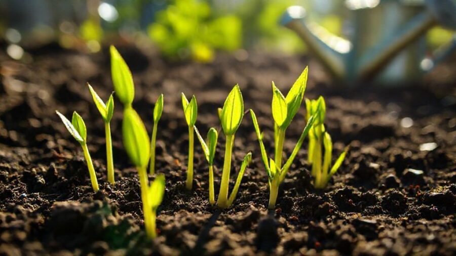 1週間で育つ野菜｜初心者向け家庭菜園ガイド - スプラウト栽培の基本：準備から収穫までのステップ