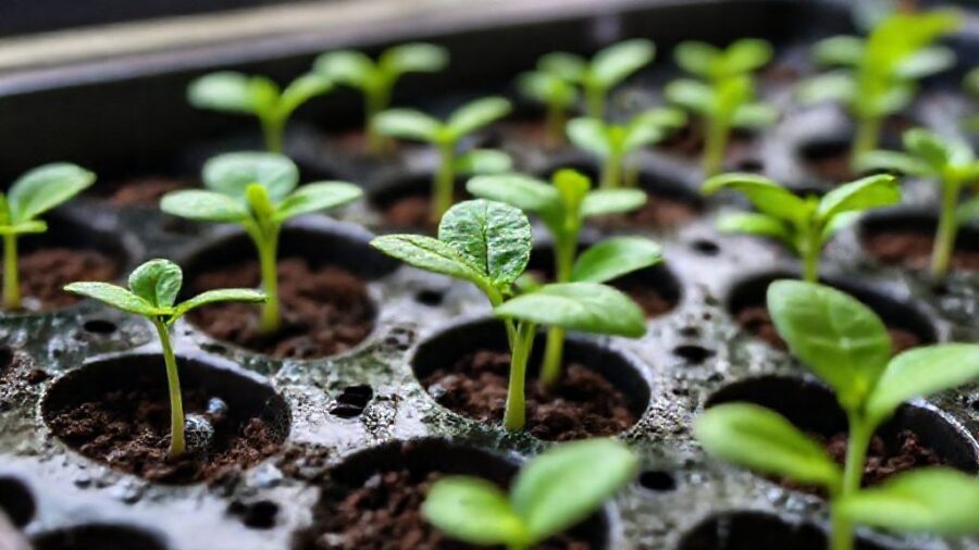 野菜苗はホームセンターで!選び方とおすすめ品種 - 健康な苗を見分けるチェックポイント【選び方の基礎知識】