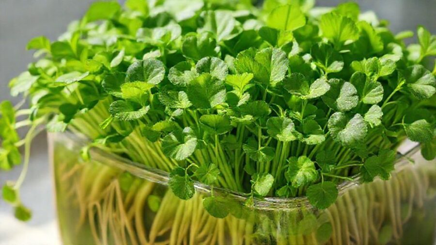 1週間で育つ野菜｜初心者向け家庭菜園ガイド - クレソンを水耕栽培で：手軽に始めるグリーン生活