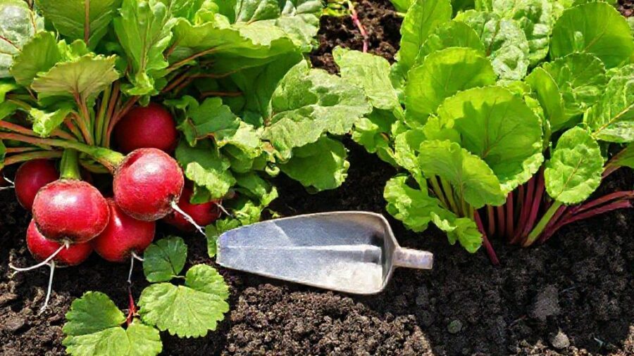 1週間で育つ野菜｜初心者向け家庭菜園ガイド - ラディッシュと小松菜：短期間で収穫できる秘密