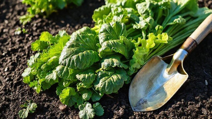 1週間で育つ野菜｜初心者向け家庭菜園ガイド - 栄養満点レシピ：超速で育つ野菜を美味しく食べる