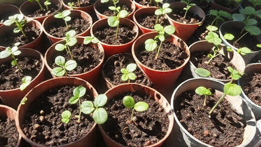 野菜苗はホームセンターで!選び方とおすすめ品種 - 育てる環境に合わせた苗選び【日当たり・土壌】