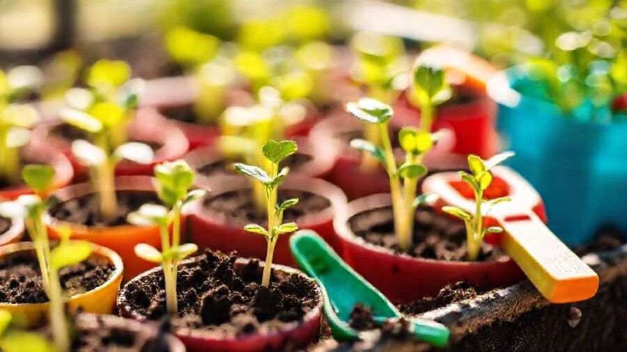 ダイソー・セリアの野菜の種は安全？育て方を解説 - ダイソー・セリアの野菜の種を安心して育てるために