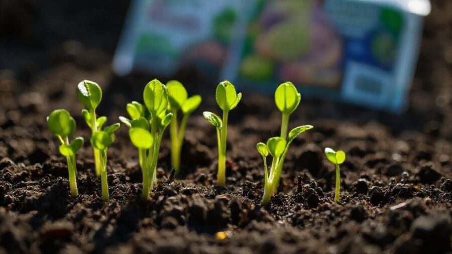 ダイソー・セリアの野菜の種は安全？育て方を解説 - 発芽率を上げるには？ダイソー種でも成功する栽培テクニック