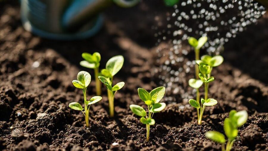 野菜苗はホームセンターで!選び方とおすすめ品種 - 失敗しない植え付け方法【土作り・水やり】