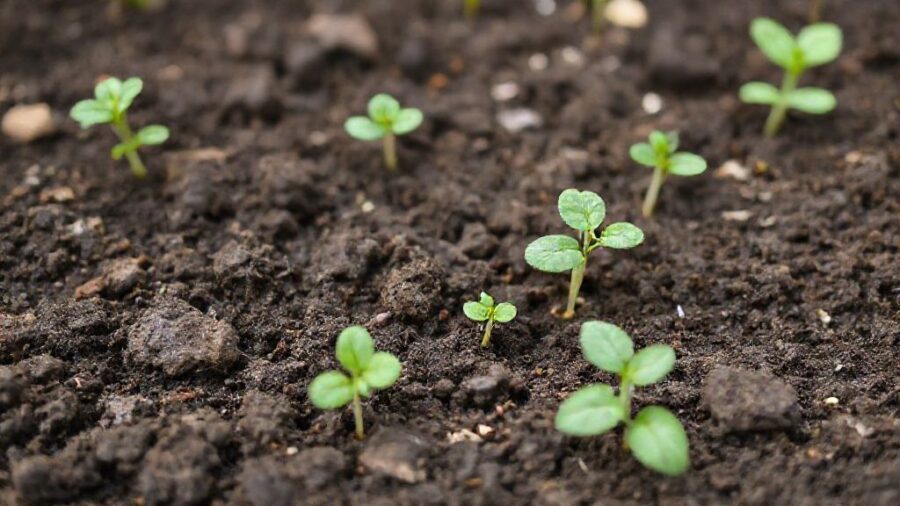 野菜苗はホームセンターで!選び方とおすすめ品種 - 連作障害を防ぐには?【家庭菜園の悩み解決】