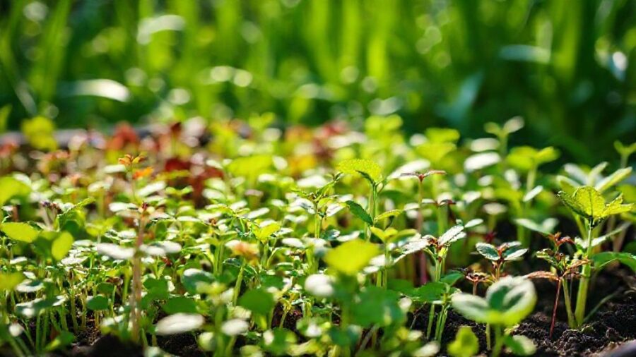 野菜苗はホームセンターで!選び方とおすすめ品種 - 地域別おすすめ苗情報【気候に合わせた選び方】