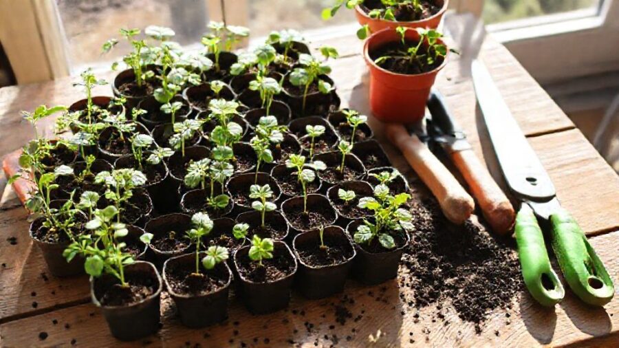 家庭菜園はコスパが悪い？原因と対策を徹底解説！