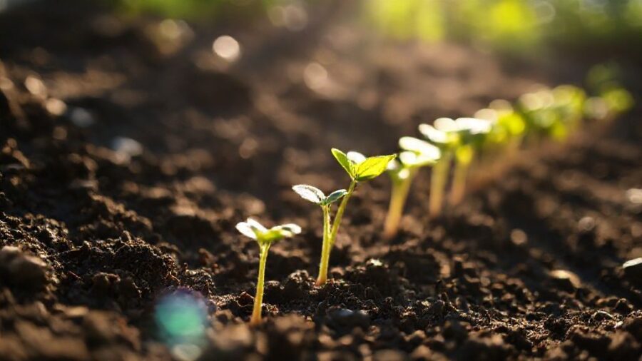 野菜の苗を植える最適な時間とは？生育を左右する時間帯の秘密