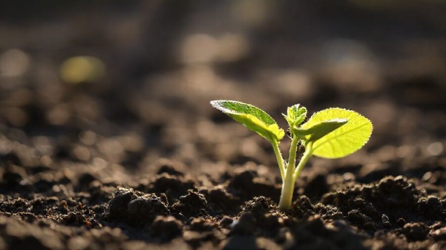 野菜苗の植え時！最適な時間帯と生育の関係 - なぜ時間帯が重要？生育への影響とメカニズム