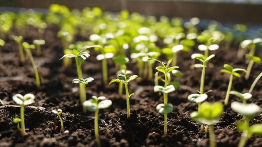 野菜苗の植え時！最適な時間帯と生育の関係 - 苗の状態別！時間帯調整のポイントとは？
