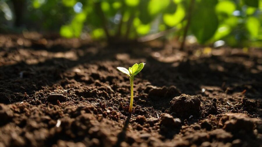 野菜苗の植え時！最適な時間帯と生育の関係 - 天候に合わせた植え付け時間帯の判断方法