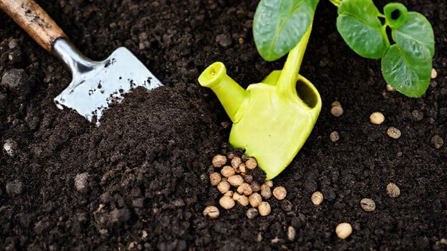 野菜苗の植え時！最適な時間帯と生育の関係 - 時間帯以外も重要！土作り、水やり、肥料