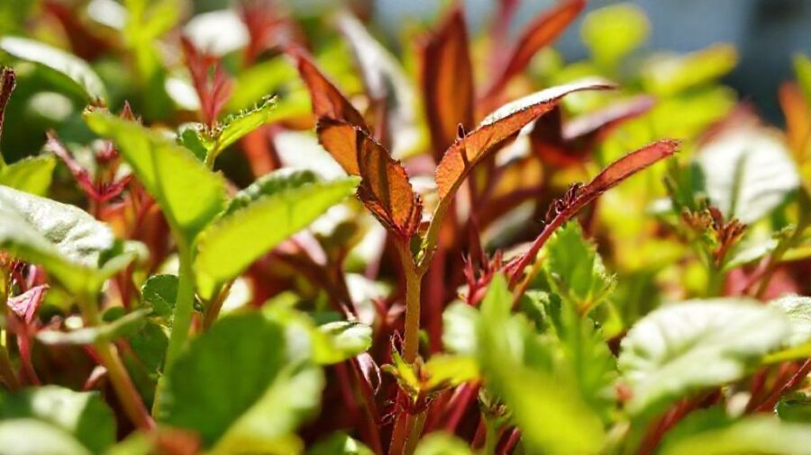 野菜苗の植え時！最適な時間帯と生育の関係 - 口コミ！時間帯で変わった生育事例