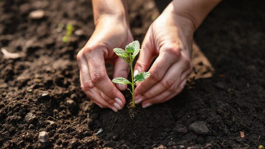 野菜苗の植え時！最適な時間帯と生育の関係 - 植え付けの手順とポイント