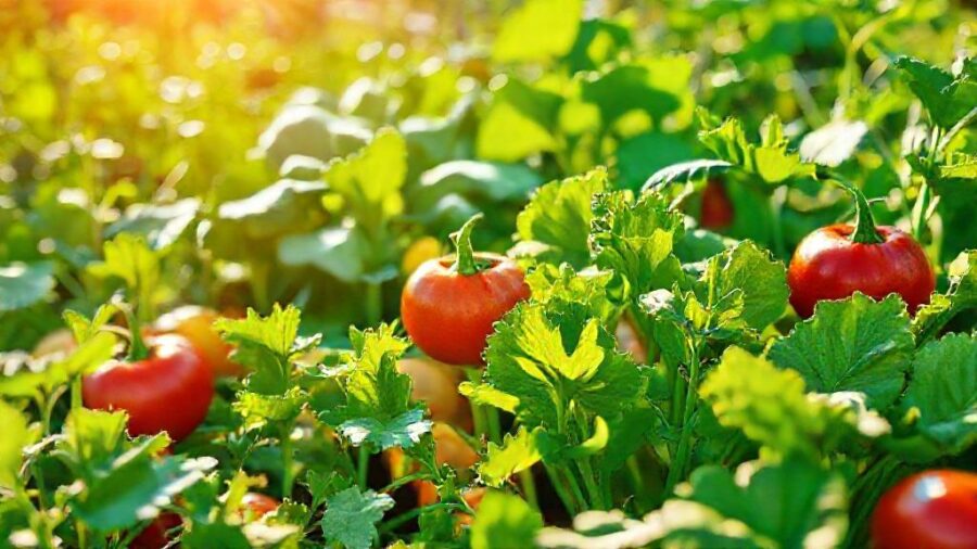 野菜苗の植え時！最適な時間帯と生育の関係 - まとめ：最適な時間帯で野菜を元気に育てよう！