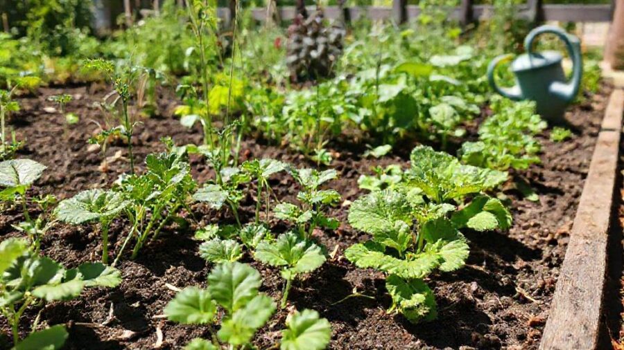 家庭菜園はコスパ悪い？原因と対策を徹底解説！ - 家庭菜園「コスパ悪い」と感じる原因と対策：本当に損なの？
