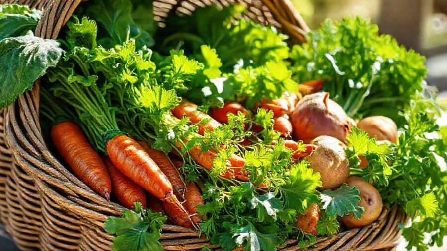 家庭菜園はコスパ悪い？原因と対策を徹底解説！ - コスパの良い野菜選び：初心者向けおすすめは？