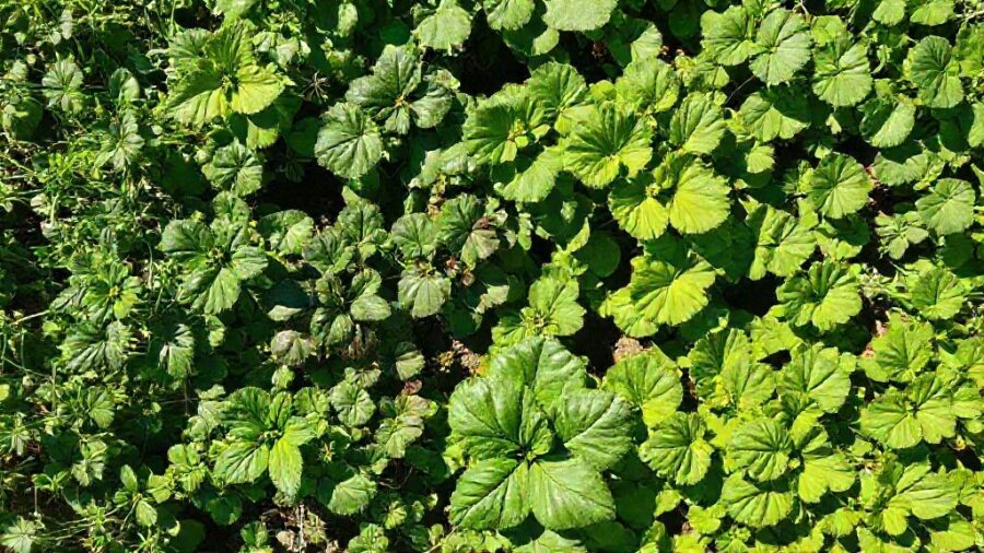 家庭菜園はコスパ悪い？原因と対策を徹底解説！ - 失敗談から学ぶ！家庭菜園Q&Aで解決