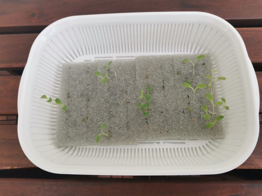 ベビーリーフの水耕栽培｜１週間後