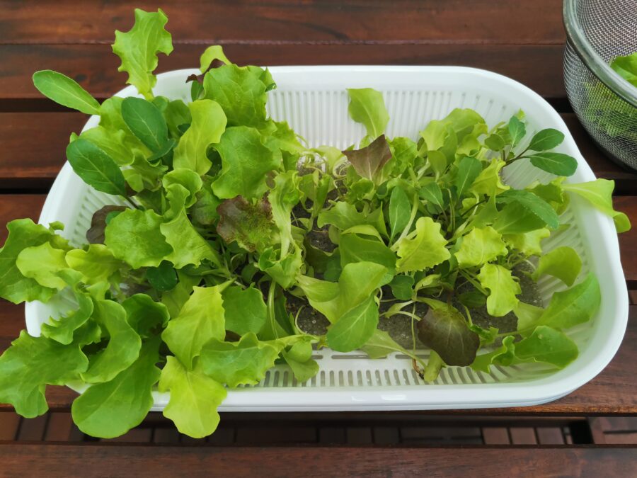 ベビーリーフ栽培　