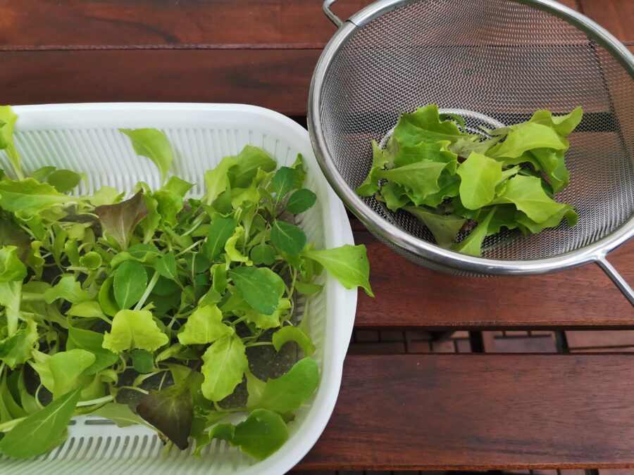 失敗しない！ベビーリーフ水耕栽培 100均でできる裏技