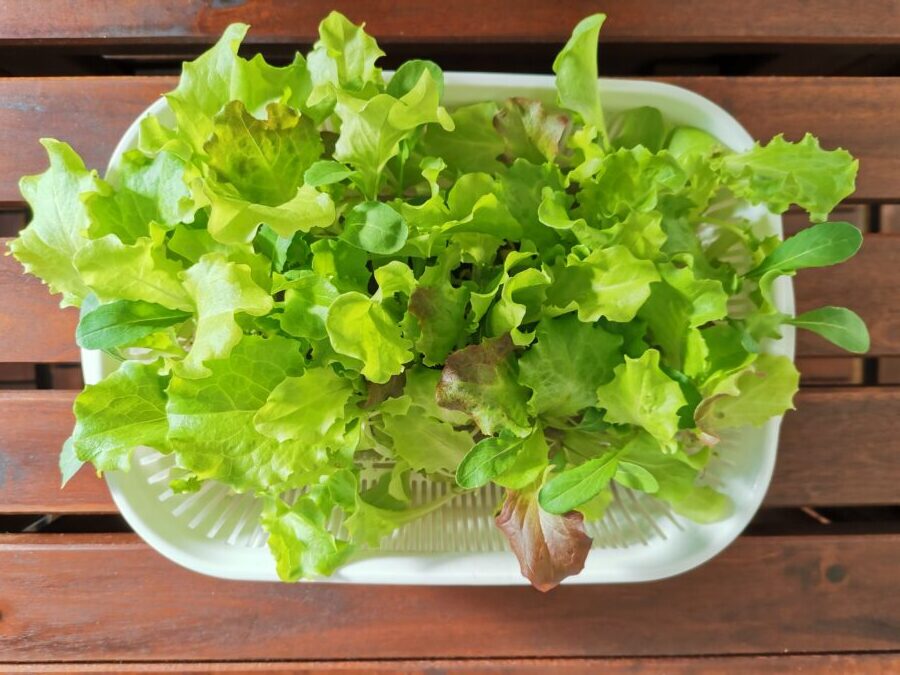 ベビーリーフ栽培　半分収穫した１週間後