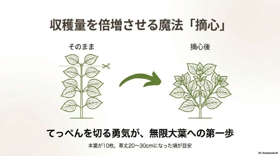 大葉栽培 収穫数を劇的に増やす摘心は勇気を出して行う