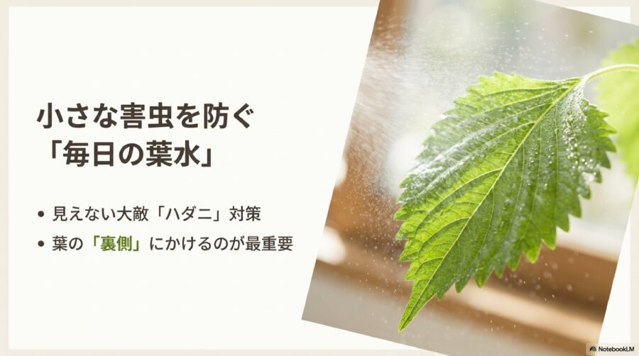 大葉(しそ)の大敵であるハダニを防ぐ日々のケア