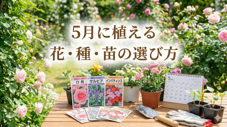 5月に植える初心者向けの花は？種・苗とはどちらがいい？選び方徹底解説